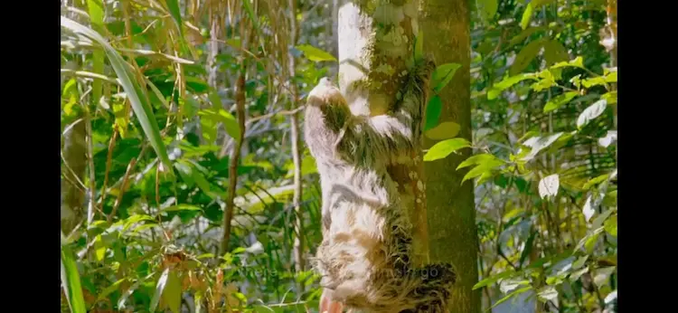 Linnaeus's two-toed sloth (Choloepus didactylus) as shown in A Perfect Planet - Humans